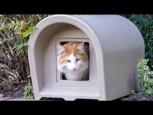 How did cats become domesticated? - Where do domestic cats come from?
