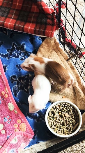 cage sweep pt 2 🐹💗#babyguineapig #pets #guineapig #cleaning