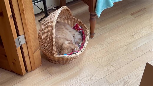 It's March Break this week so the boys have decided to hang up their hard hats and take a vacation. | Tuxedo Party of Canada Cat Welfare Society