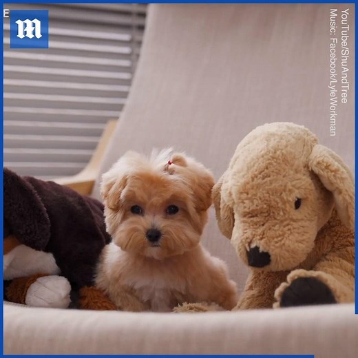 1.8M views · 64K reactions | Life doesn't get much cuter than this! 梁殺 | Daily Mail Video | Facebook