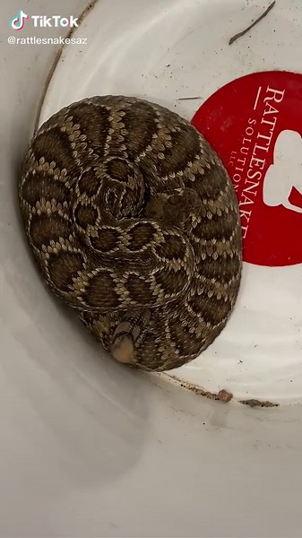 Mojave Rattlesnake picked up at an industrial area last night in #mesa #arizona