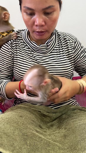 112K views · 2.1K reactions | Mom Wearing T-shirt For Lil Tauch #baby #monkey #babymonkey | Monkey Harry's Family | Facebook