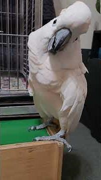 More Cockatoo Rant About The Vet