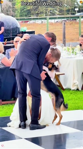 The cutest wedding surprise:a special animal guest crashes out big day!#wedding #animals #cute
