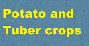 Potato and Tuber crops ICAR E course Free PDF Book Download e krishi shiksha