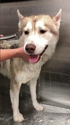 You Won't Believe This Husky's Transformation!