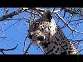 Male Leopard With An African Civet Stored In A Tree