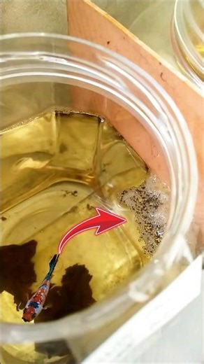 betta fish eggs hatching time.1 day old betta fry food.🥳🤗❤😇✅