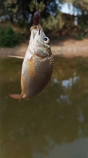 Amazing Moment Catching Baby Carp Fish with Hook | Cute Carp Fry Fishing