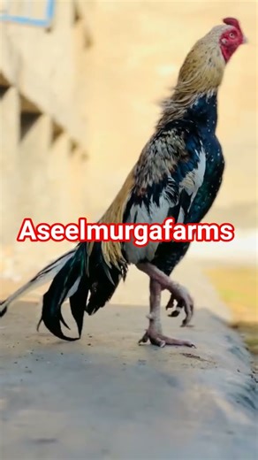 #aseelmurgafarms #mushkiaseel #lasaniaseel #chaudharykamranshahidfarm #chicken #viralvideo #birds