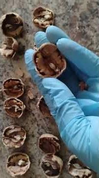 Secret to Extract Walnut Halves from a Walnut #food #walnut #foodhacks #walnutshorts