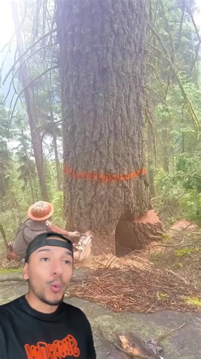 Arbol gigante #fy #osmarus #fyp | ancient giant trees