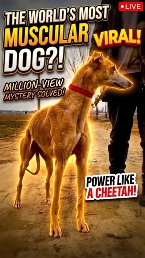 The World's Most Muscular Dog?! 😱#greyhound #greyhounddog #musculardog
