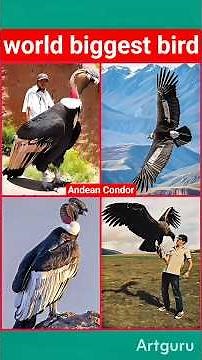 Wow 😲 The World’s Heaviest Flying Predator – Unbelievable Condor Facts. #andeancondor #largestbird