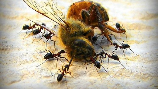 How to Get Rid of Ants in a Beehive - Beekeeping 101
