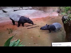 Malayan Tapir Pair @ San Diego Zoo