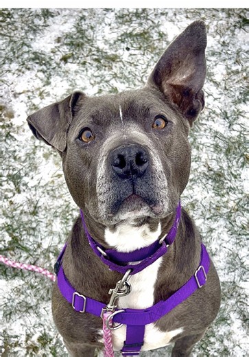 Baby girl Maxine is finally up for adoption!!!!