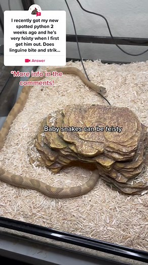 How to Safely Handle Baby Snakes: Tips and Tricks