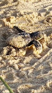 32K views · 526 reactions | Turtle hatchlings on the move  This...