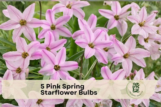 5 Pink Spring Starflower Bulbs - Etsy
