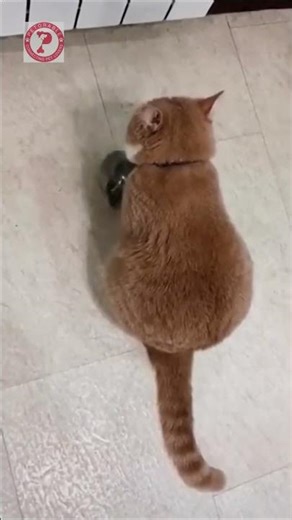 😾 Angry Cat Demands Food by Banging Bowl! 😂🥣#HungryCat #CatDemand #PetVideos
