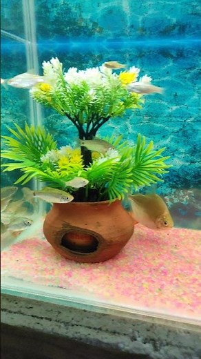Stunning Freshwater Aquarium Setup at Home 🐟 | Relaxing & Easy Aquascape Idea #viralshort