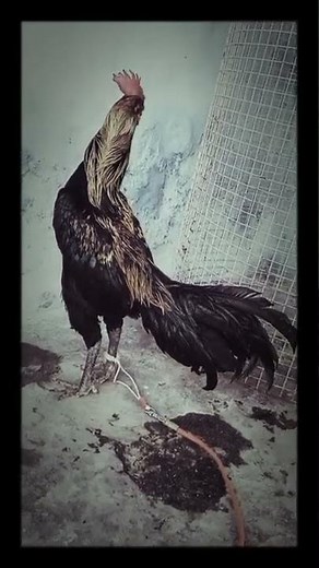 पोल्ट्री फार्म बॉयलर मैं आज बहुत बड़ा बदला