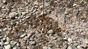 4K HD video zooming in on dozens of Honey bees apparently digging in dirt under gravel walkway