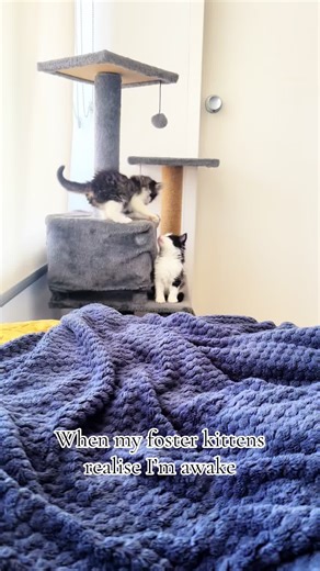 Heartwarming Moments with Rescue Kittens in Melbourne