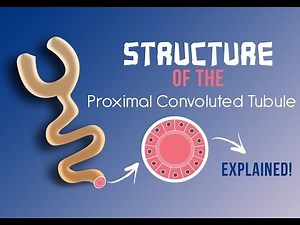 Selective Reabsorption | Part 2 [Structure of the Proximal Convoluted Tubule]