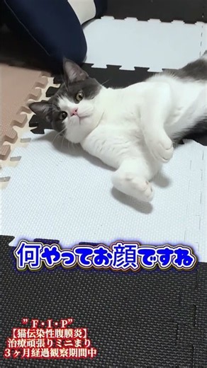 【FIP・猫伝染性腹膜炎】起こしました！そして睨まれた〜汗【#fip#猫伝染性腹膜炎#腹水#黄疸#mutian#未認可薬#catshorts#猫YouTube#shorts#ねこ#不機嫌猫#まったり】