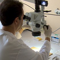 Technique of Minimally Invasive Transverse Aortic Constriction in Mice for Induction of Left Ventricular Hypertrophy