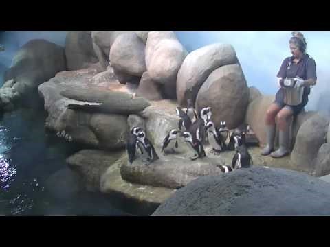 African Penguin Feeding | California Academy of Sciences