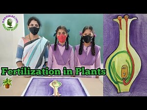 Fertilization in Plants || Double Fertilization in Plants || Reproduction in Plants