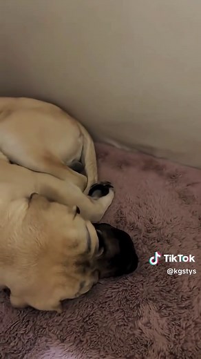 This snoring is too loub#pig #cute #animals