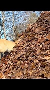 Stella and Mabel's Best Leaf Jumps of 2022
