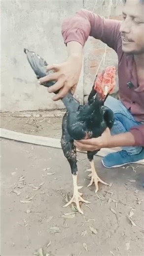 Meet Fighter aseel rooster #murga #aseellovers #ayam