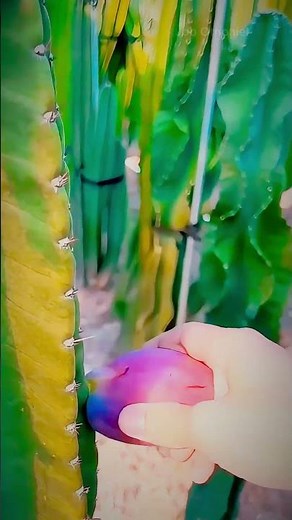 Discover the Secret of the Nopales: An Agricultural Tour!