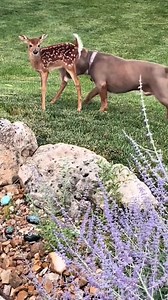 2.7M views · 59K reactions | This dog is a deer friend! 歷殺 | Fur Family | Facebook