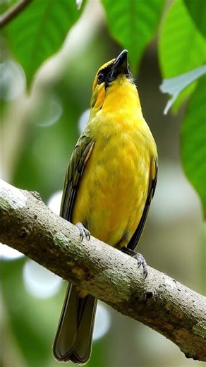 Golden Palm Weaver – (Ploceus bojeri) ‪@BirdWorldDaily‬