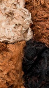 24 reactions | No, it's not a cloud, what you see is alpaca fleece ...