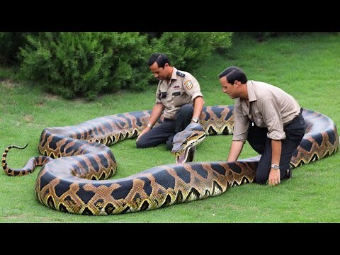 World’s Largest Python Found in the Wild – Shocking Discovery