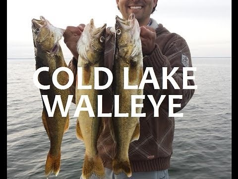 How to Catch Cold Lake Walleye Fishing Alberta
