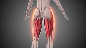 Animation of the hamstring muscles
