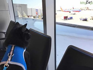 13 Tips for Flying with a Cat In Cabin