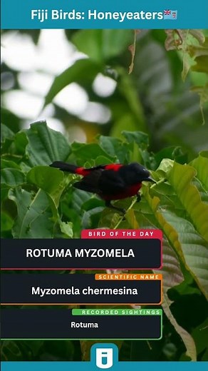 Rotuma Myzomela