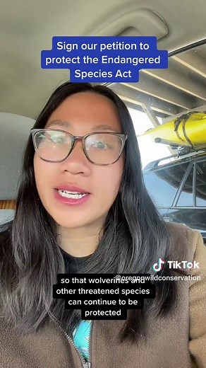 Wolverines in Oregon: Protecting Endangered Species