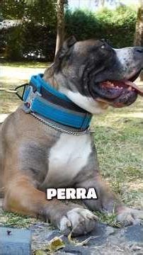 Presa Canario, a highly recommended dog for protection, but not for everyone 🇪🇸👊😱