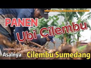 TERNYATA SEPERTI INI panen ubi cilembu di Desa Cilembu Sumedang