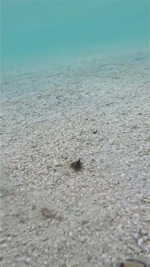 The Ghetto Super Fly and Kurupt Hawaiian underwater